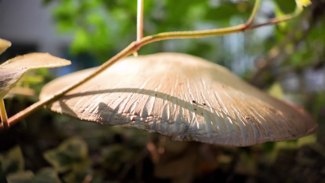 Close-up of a Mushroom Growing on Ivy