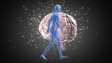animación digital de un modelo de cuerpo humano caminando contra el cerebro humano girando sobre un fondo gris