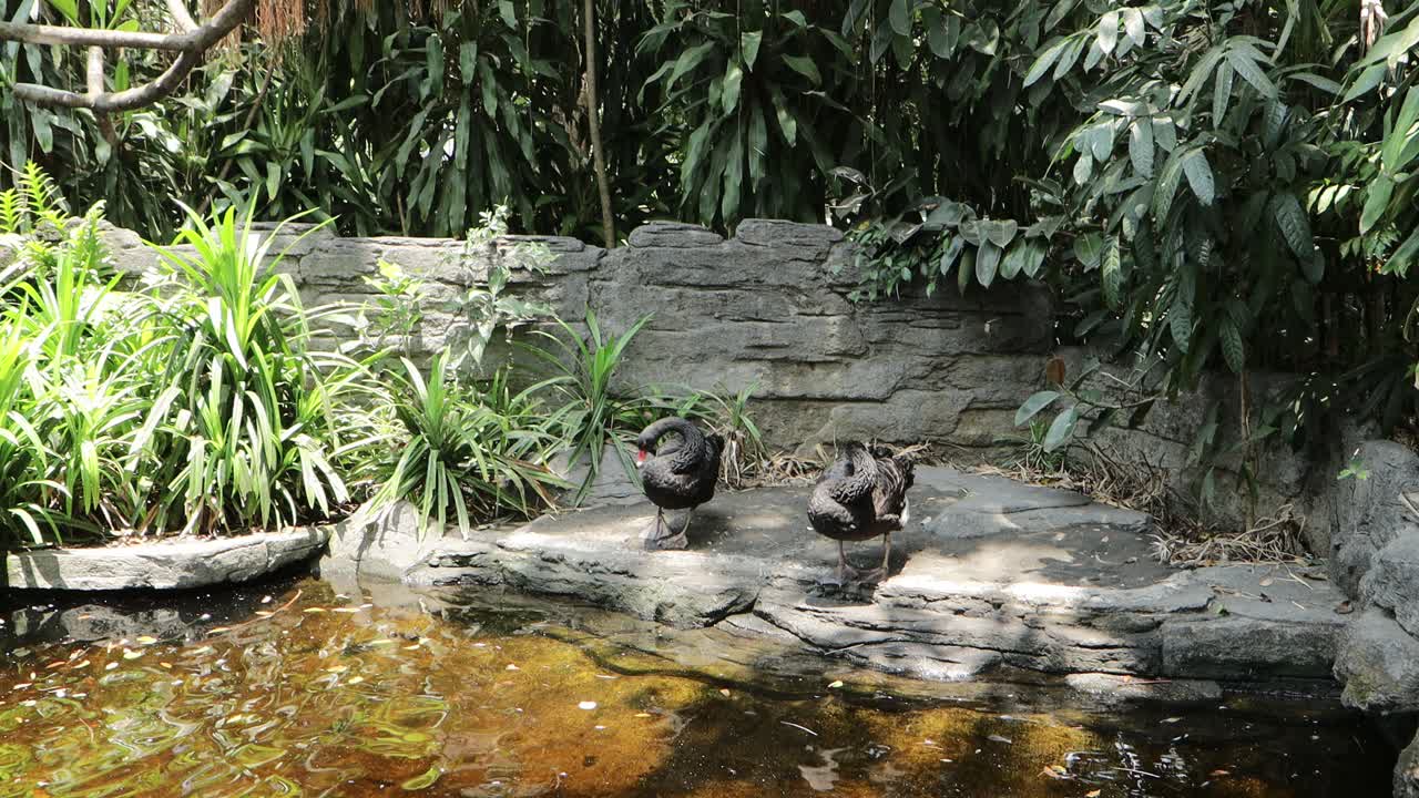 Black Swan Preening by the Pond in Lush Natural Habitat