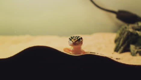 gecko se acerca al vaso en su tanque de arena