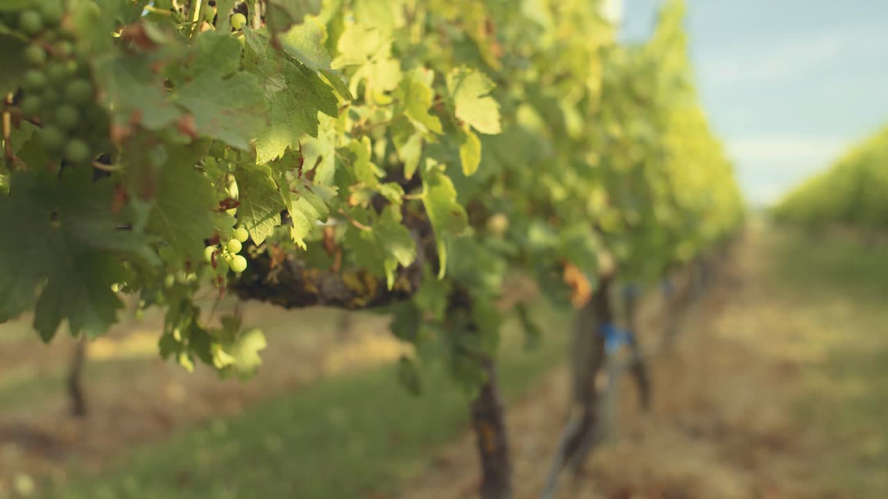 햇빛을 받으며 수확을 기다리는 아름다운 포도 한 줄