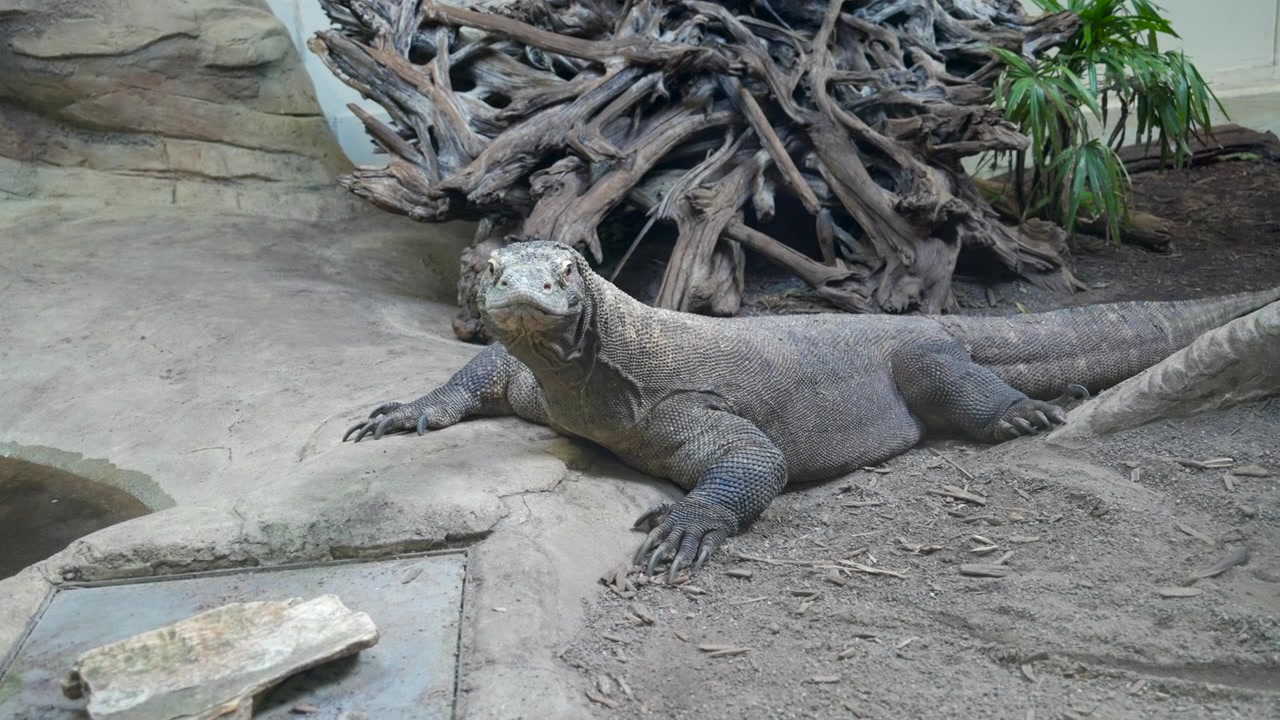 Komodowaran bewegt sich langsam, züngelt mit gespaltener Zunge, zeigt seltene Reptilien-Tierwelt und strukturierte Schuppenhaut