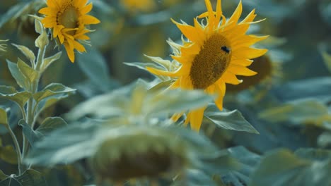 a bumble bee flies off the blooming sunflower