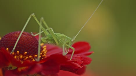 A-green-grasshopper-sits-on-a-red-flower