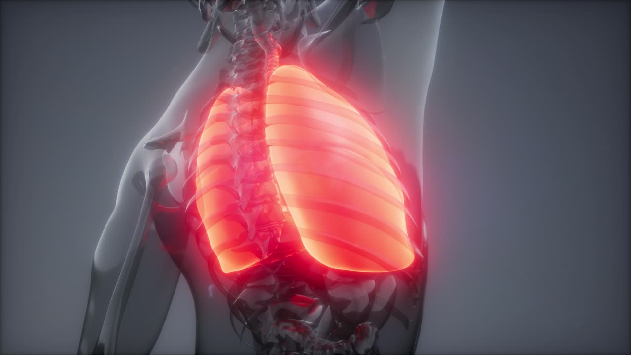 인간의 폐 방사선 검사