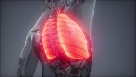 examen radiológico de los pulmones humanos