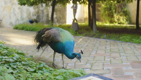 elegante pavo real picando en un hermoso jardín con dos pájaros en el fondo