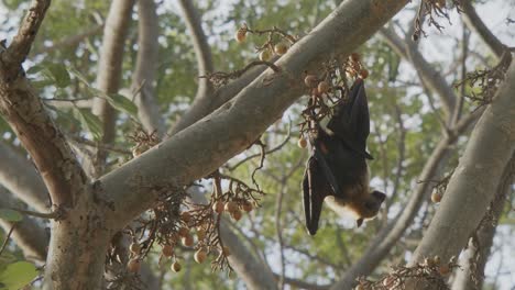 cluster fig with a bad hanging from a tree and eating, closeup isolated shot