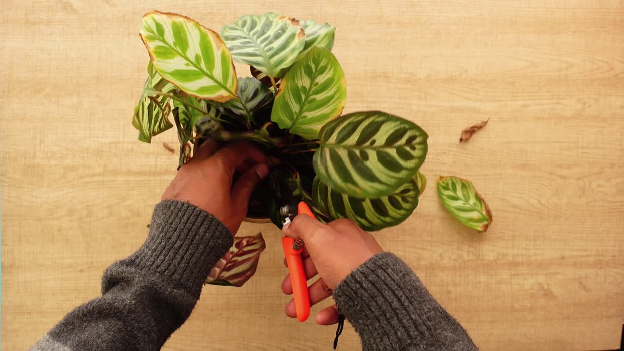 Pruning a Calathea plant
