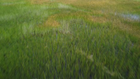 fields of reeds on lake titicaca. drone shot