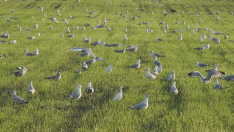 silhoutte of a birds in slow motion with a green enviroment on a sundown in cantabria, spain