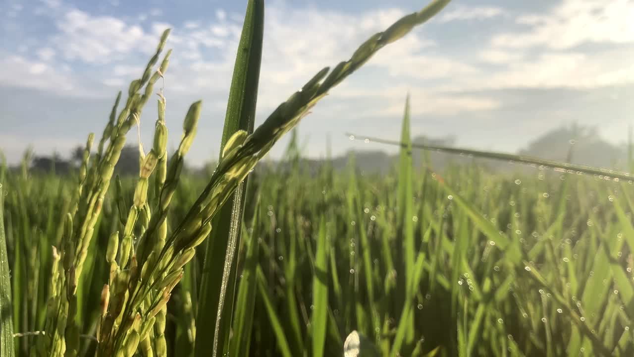 Makronærbillede af unge risplanter i morgensolskin med smuk bokeh.
