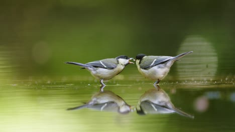 two great tits by a pond