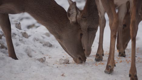 red deers grazing in snow winter nature in the province of quebec, canada