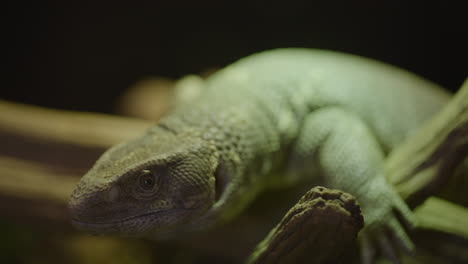 Hermoso-Monitor-De-Sabana-De-Cerca-En-El-Hábitat