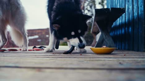 close up of alaskan malamute dog eating fish