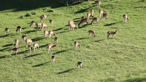 Gefleckte-Hirsche-In-Einer-üppigen-Waldwiese