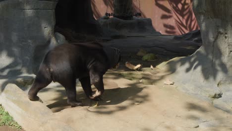 El-Oso-Malayo-Camina-En-Su-Recinto-Zoológico,-Mostrando-Su-Gracia-Y-Encanto-Naturales.