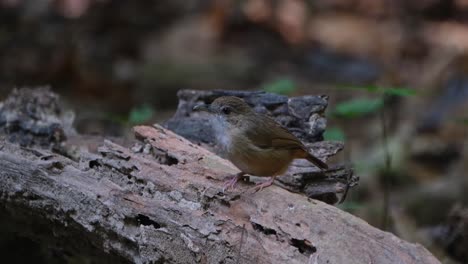 Die-Kamera-Zoomt-Heran-Und-Zeigt-Diesen-Vogel-Auf-Einem-Baumstamm,-Der-Sich-Umschaut,-Abbotts-Babbler-Malacocincla-Abbotti,-Thailand