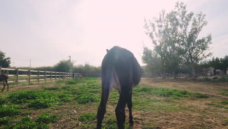 Orbiting-a-black-happy-donkey-on-farm-during-sunny-day,-fawning-tail