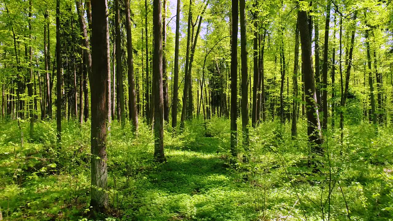 Volare tra gli alberi nella foresta primaverile