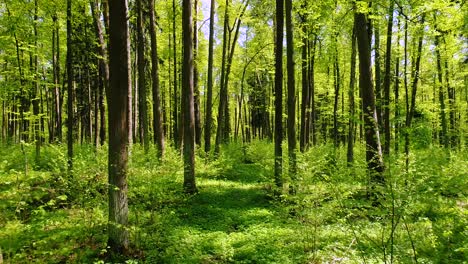 flying between the trees in the spring forest.