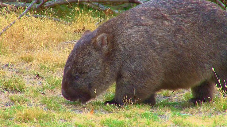 Un vombato pascola sull'erba in Australia