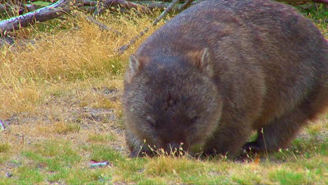 a wombat grazes on grass in australia 1