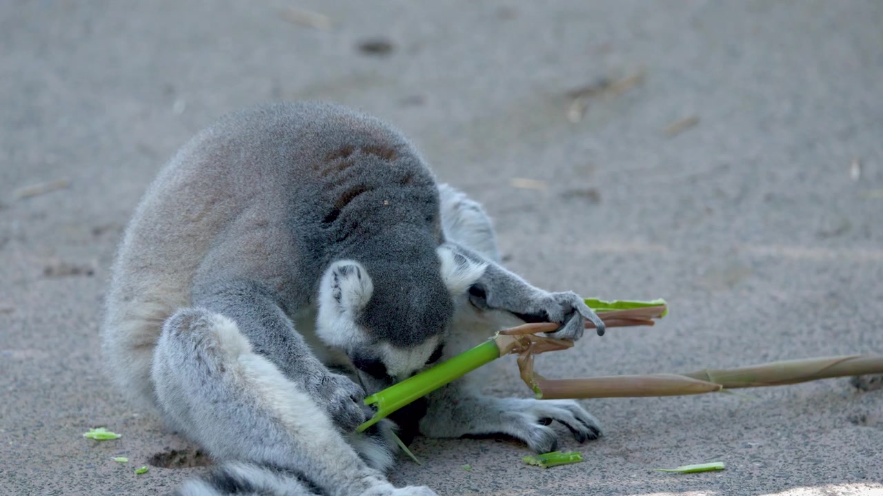 Un lemure dalla coda ad anelli siede sul terreno sabbioso mentre mangia un ramo di bambù verde.