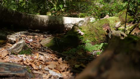 Schattenzeitraffer,-Der-Sich-Durch-Den-Wald-Bewegt