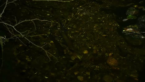 high angle nighttime view of two small trouts swimming near the surface in granvin river, norway. subtle motion captured in dark water, handheld