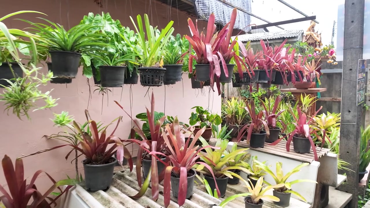 Colección de plantas de bromelia en maceta en un entorno de jardín.