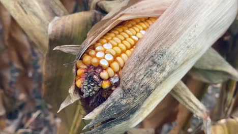 Corn-field-close-up-in-autumn,-corn-cob-close-up,-yellow-orange-brown-and-green-colours,-Slow-Motion