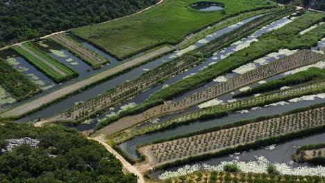 neretva valley, flying over agriculture plantation fields in delta of river neretva in south croatia - aerial drone view
