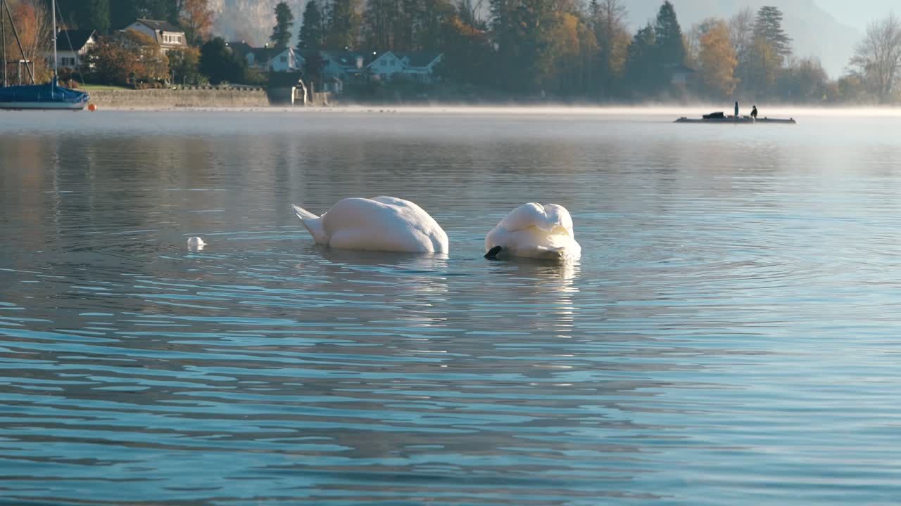 A pair of graceful swans on the serene waters of Walensee Lake, creating a peaceful and romantic scene.