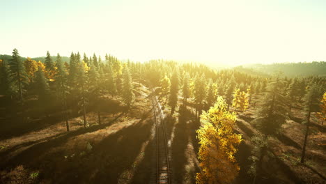 sunlit railroad tracks in a forest