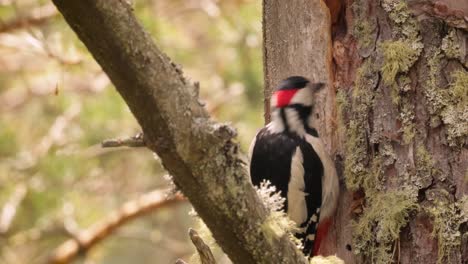 gran pájaro carpintero manchado en un árbol en busca de comida. gran carpintero manchado (dendrocopos major) es un carpintero de tamaño mediano con plumaje negro y blanco y una mancha roja en la parte inferior del vientre