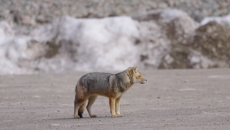closeup shot of fox standing still while lurking and turning head. high contrast makes fox stand out. south argentina. 4k-100 fps