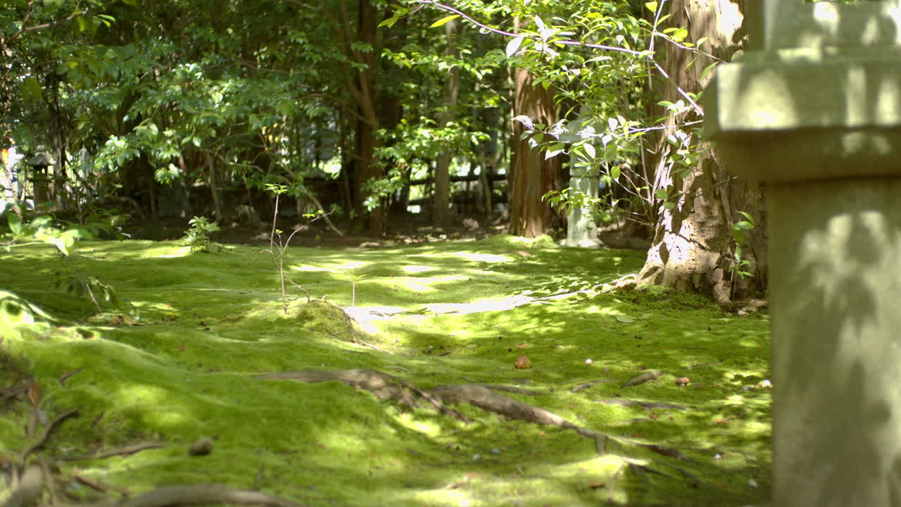 Serene Japanese Moss Garden