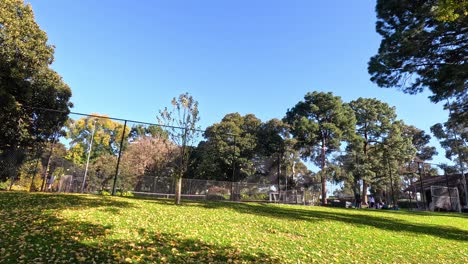 árboles y cancha de tenis en el parque de melbourne