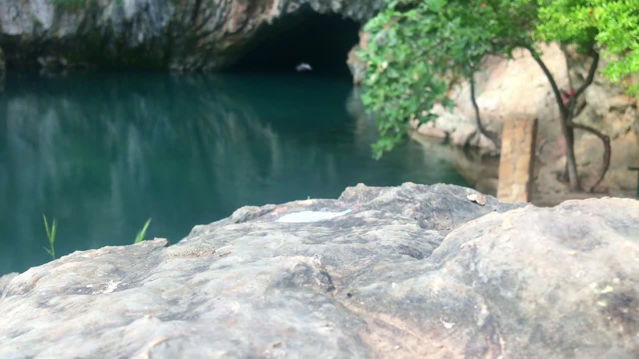 Tiny ants with Buna Wellspring background