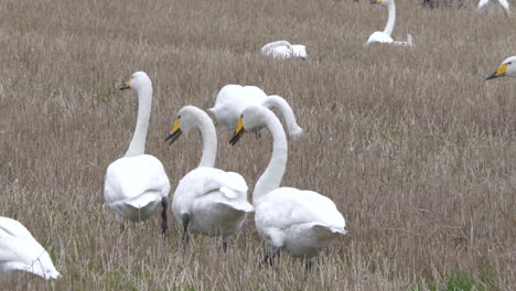 Flock-of-geese-birds-walking-in-agriculture-field-looking-for-food,-handheld-view