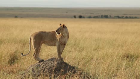 una bella leonessa in piedi su un termitaio e scrutando le vaste pianure del masai mara, in kenya