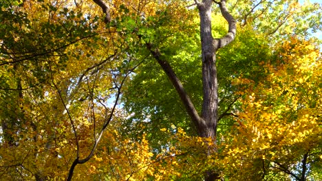 Bäume-Entlang-Des-Wissahickon-Creek-Im-Herbst