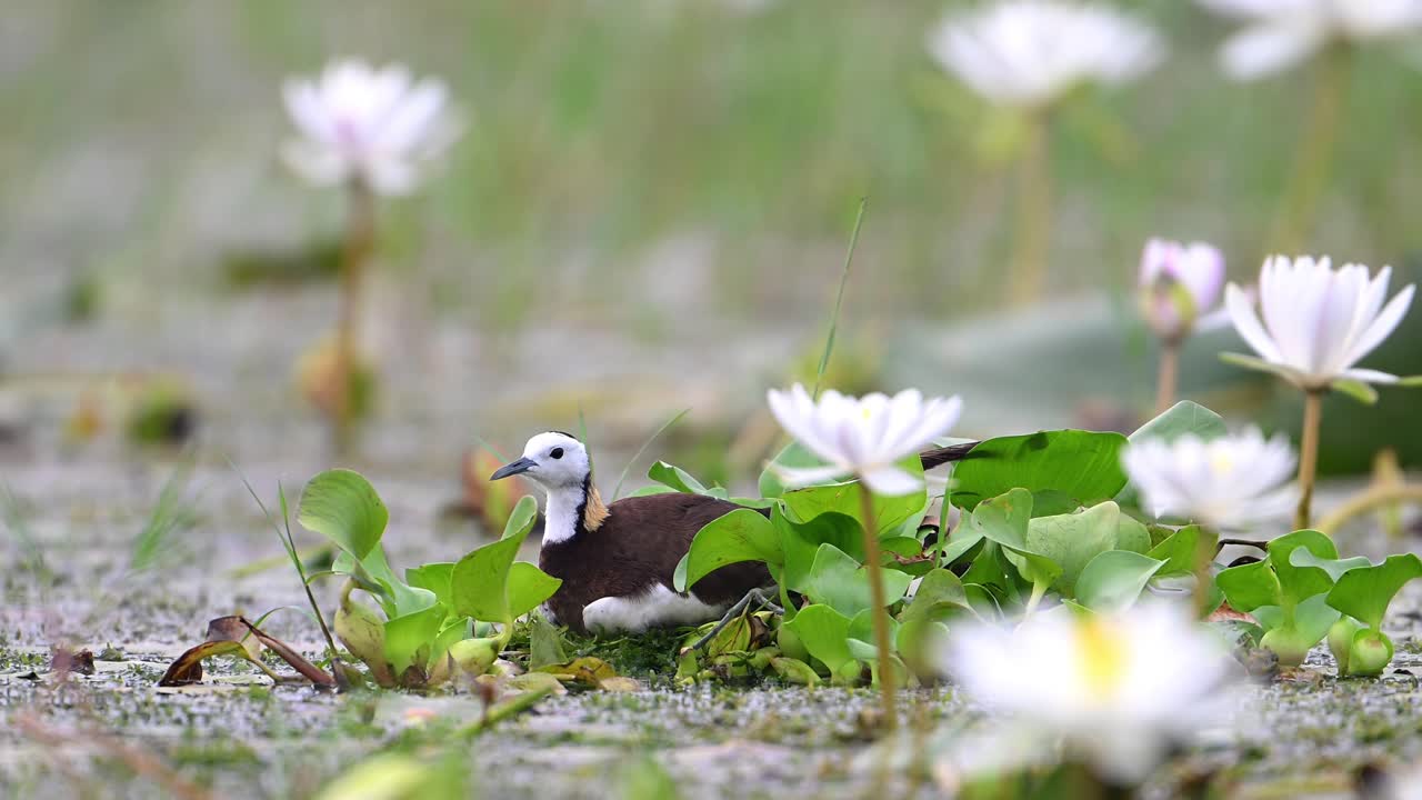 jacana de cola de faisán incubando huevos en el estanque de lirios de agua