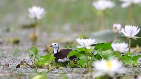 pheasant tailed jacana incubating eggs in water lily pond