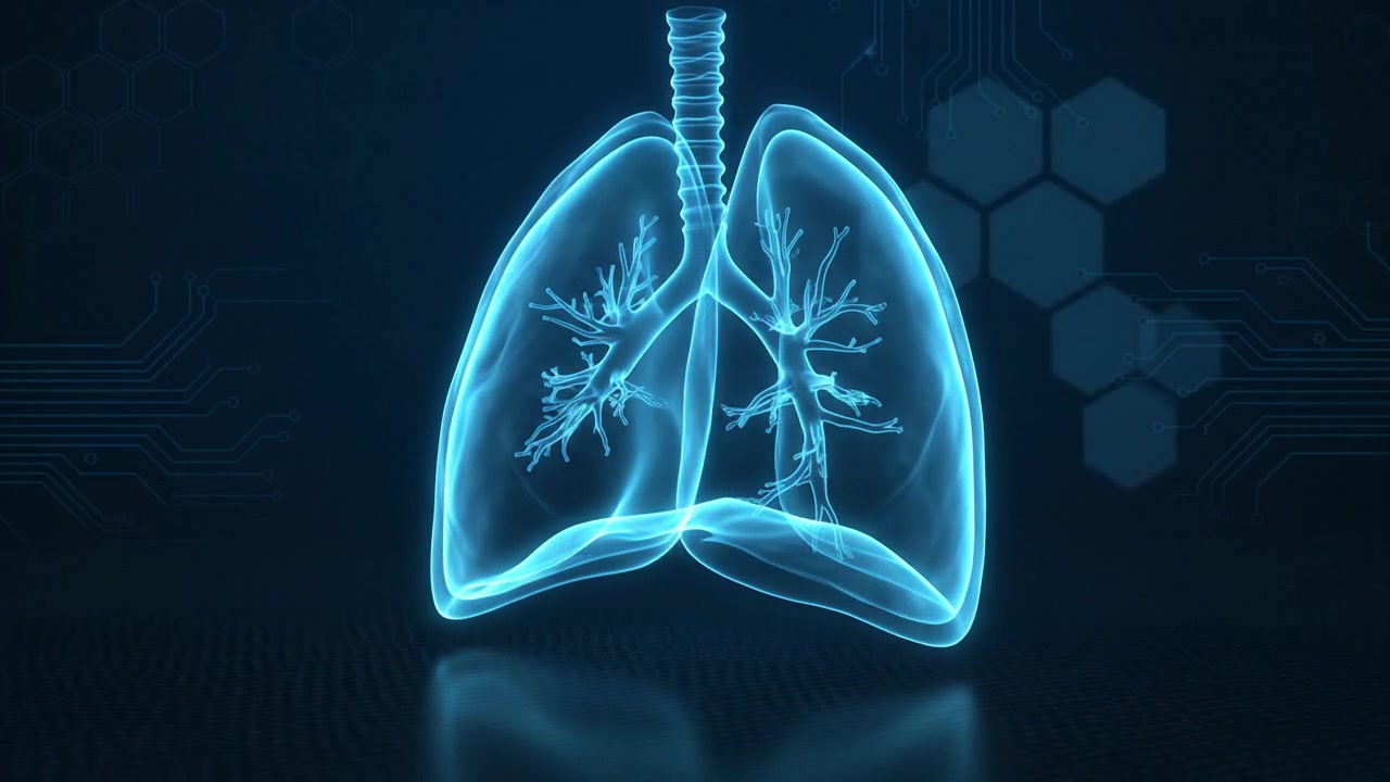 Display olografico di doppi polmoni umani, scansione dell'organo respiratorio