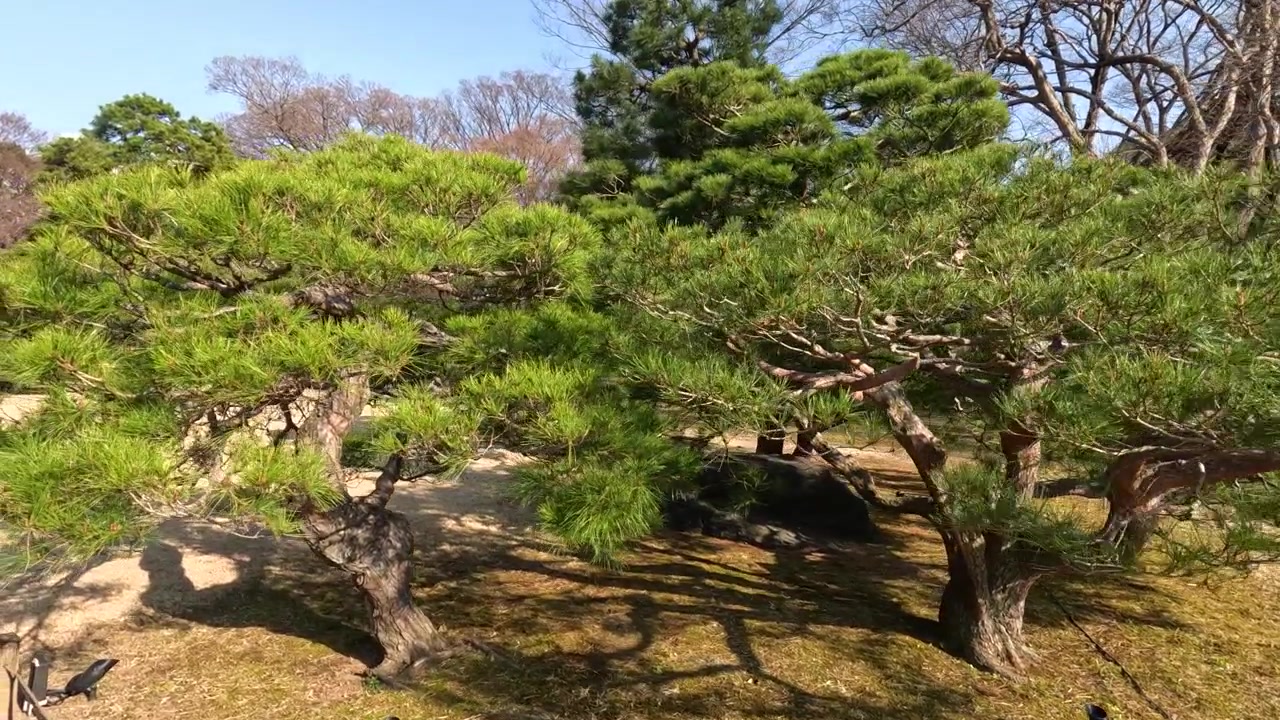 Slow camera zoom toward a meticulously pruned evergreen pine tree in a sunny Japanese garden.
