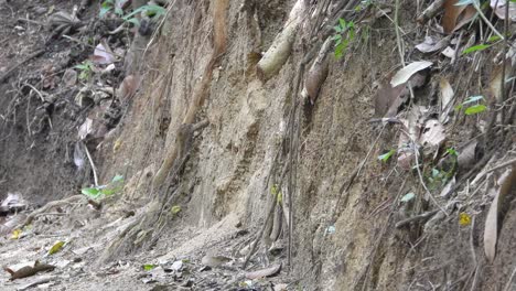 jacamar bird flies swiftly into dirt nest in roots of fallen tree