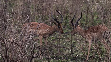 los machos de impala juegan con sus cuernos entre sí entre los arbustos.